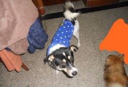 二狗在线观看,笑料百出，温情满满的生活喜剧之旅