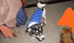 二狗在线观看,笑料百出，温情满满的生活喜剧之旅