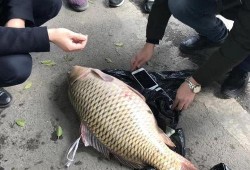 重庆爆料大鲤鱼事件视频,真相与争议交织