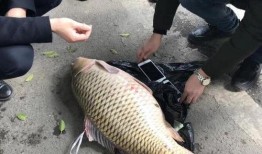 重庆爆料大鲤鱼事件视频,真相与争议交织