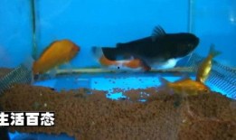 鱼 在线观看,在线观赏海洋生物的奇幻之旅