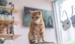 吃鸡爆料猫咪忍者视频