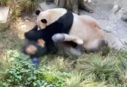 爆料潮汕熊猫视频,网友直呼“萌化人心”