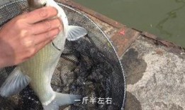 鱼 在线观看,在线观赏海洋生物的奇幻之旅