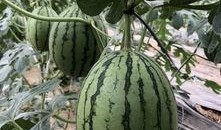 网红吃瓜聚集地,揭秘网络热点背后的秘密聚集地