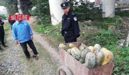 礼县吃瓜网红事件始末视频,一场网络舆论的风暴与反思