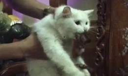 吃鸡爆料猫咪忍者视频