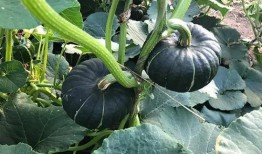 猎奇网红吃瓜网站,揭秘娱乐圈幕后真相，带你领略网络奇观！