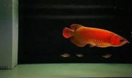 饥饿龙鱼爆料视频,视频爆料揭示其神秘食性之谜