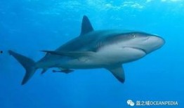 媒体爆料鲨鱼视频大全最新,惊险瞬间，海洋霸主全纪录