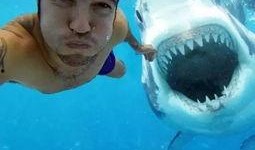 媒体爆料鲨鱼视频大全最新,惊险瞬间，海洋霸主全纪录