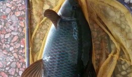 重庆爆料大鲤鱼事件视频,真相与争议交织