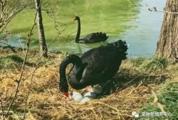黑天鹅最新爆料视频,揭秘惊天秘密，颠覆传统认知