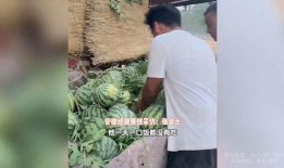 礼县吃瓜网红事件始末视频,一场网络舆论的风暴与反思