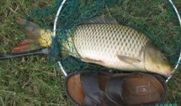 重庆爆料大鲤鱼事件视频,真相与争议交织