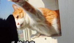 吃鸡爆料猫咪忍者视频