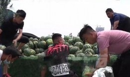 礼县吃瓜网红事件始末视频,一场网络舆论的风暴与反思