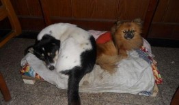 二狗在线观看,笑料百出，温情满满的生活喜剧之旅