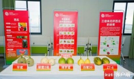 吃瓜网站入口免费观看,吃瓜网站入口带你开启娱乐盛宴