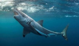 娱乐吃瓜鲨,揭秘娱乐圈那些不为人知的幕后故事